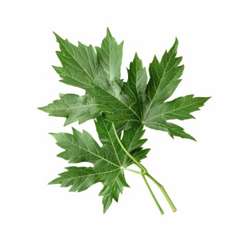 eko_podushka_emi_mugwort_z_naturalnoyu_aromaterapiyeyu