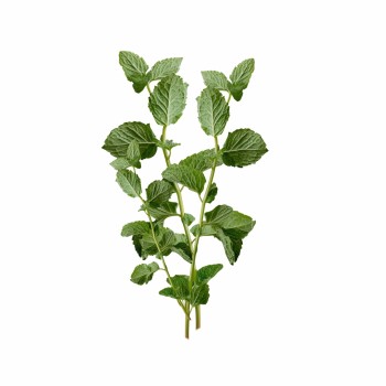 detal_napovnyuvacha_z_naturalnoyu_sushenoyu_myatoyu