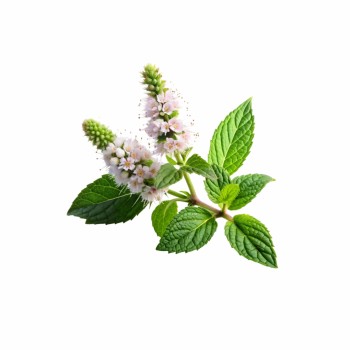 naturalna_aromaterapiya_dlya_snu_podushka_emi_lemon_balm