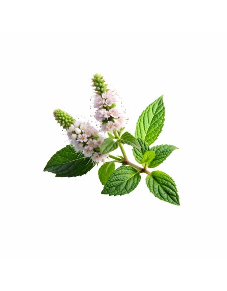 naturalna_aromaterapiya_dlya_snu_podushka_emi_lemon_balm