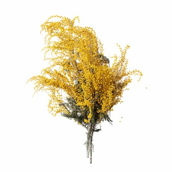 detal_napovnyuvacha_z_naturalnoyu_sushenoyu_albiziyeyu_emi