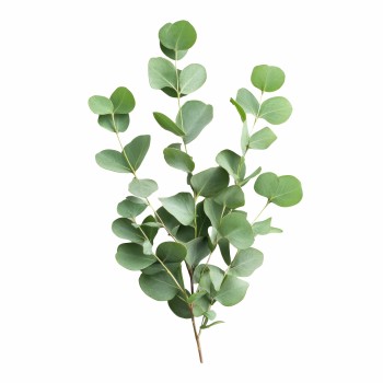 detal_napovnyuvacha_z_naturalnim_sushenim_evkaliptom_emi