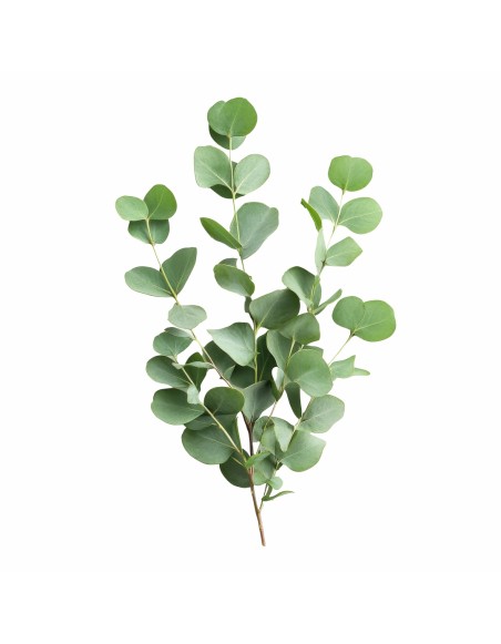 detal_napovnyuvacha_z_naturalnim_sushenim_evkaliptom_emi