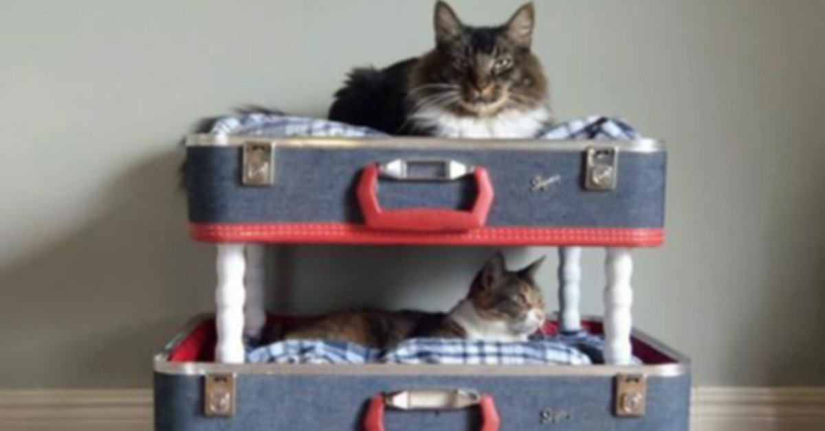 10 УНІКАЛЬНИХ ЛІЖЕЧОК ДЛЯ ТВАРИН З ПІДРУЧНИХ МАТЕРІАЛІВ